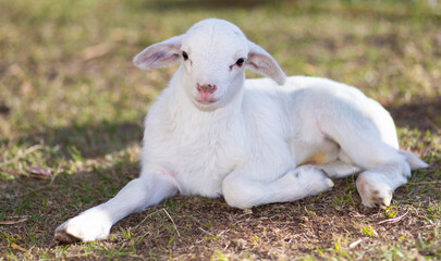 Obraz premium Grinning Katahdin sheep lamb laying on grass