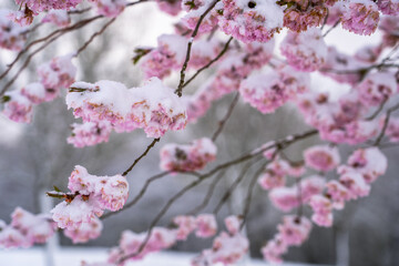 Cherry blossom (sakura) in snow