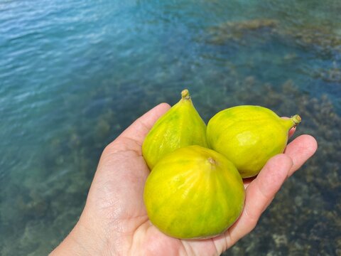 Figs fruits in hand against sea water.