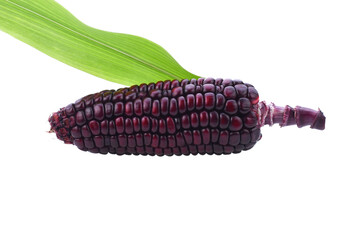 fresh purple corn isolated transparent png