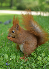 Squirrel eats nut on grass