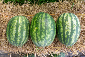 Watermelon field. Big water melon on a garden
