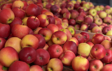 Lots of red apples. Apples background