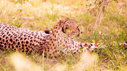 Masai Mara