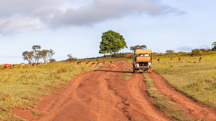 Wildlife Safari Animals Tourist Drive Scenic Animal Landscape.