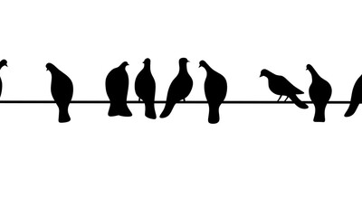 Black dove sitting on a wire on a white background. A group of pigeons. Vector silhouette
