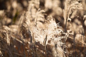 Fototapeta premium 逆光の枯れたススキ