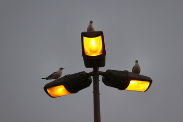 Birds on street lamp 