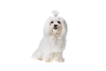 Beautiful and cute white bichon maltese dog over isolated background. Studio shoot of purebreed bichon puppy.