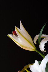 Beautiful pistils or stamens of the lily flower isolated on black background.