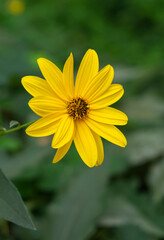 A closeup shot of beautiful yellow Helianthus tuberosus flowers.