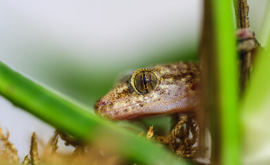 gecko looking through plant