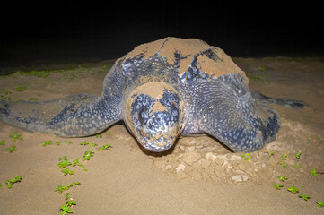 Leatherback Turtle (Dermochelys coriacea). Thongaland. KwaZulu Natal. South Africa
