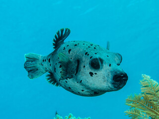 A blue spotted puffer fish swimming down from the surface. © metibeti