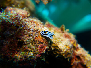 A nudibranch sitting on some rocks