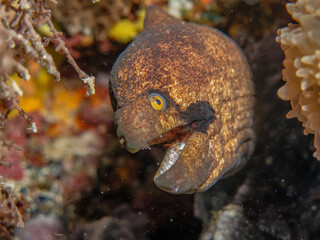Close up of a head of a moray eel