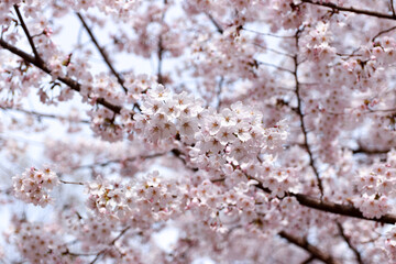a cherry blossom tree