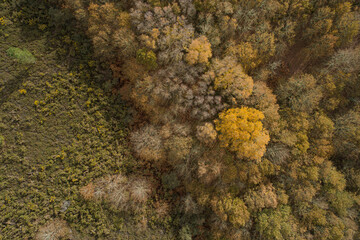 zenithal aerial drone view of an oak forest at dusk in autumn © VicVaz