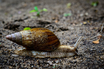East African Land Snail, or Giant African Land Snail (Achatina fulica). Mabibi. Maputaland.  KwaZulu Natal. South Africa