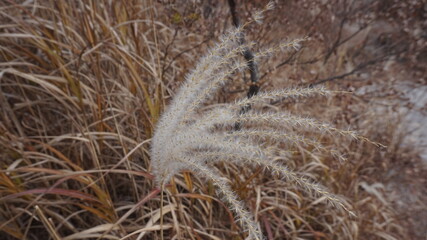 Cereal grasses grow on the top of the mountain