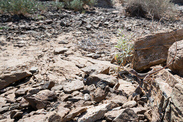 Lizard in his rocky habitat of the Hajar Mountains of the United Arab Emirates
