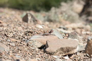 Lizard in his rocky habitat of the Hajar Mountains of the United Arab Emirates