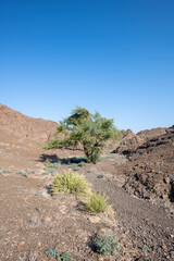 Vertical landscape of a dryriverbed with tree and plants, Hajar Mountains of the United Arab Emirates with clear blue sky, UAE