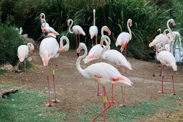 Group of Beautiful Flamingos, a type of Wading Bird in the Family Phoenicopteridae in a Natural Area