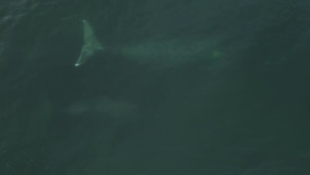 Whales swim underwater. Two large whales removed from the air swim at a shallow depth in the sea.