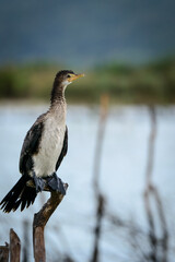 Immature Reed or Long-tailed Cormorant (Microcarbo africanus), Kosi Bay. KwaZulu Natal. South Africa - obrazy, fototapety, plakaty
