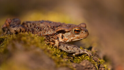 toad, amphibian, frog on the ground