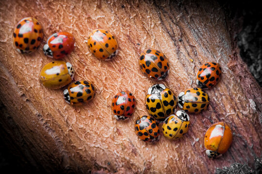 ladybug on a surface, harmonia axiridis