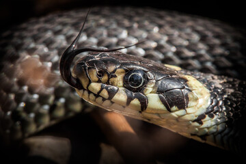 Obraz premium grass snake