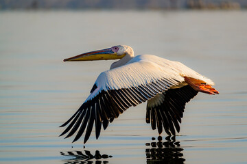 Great white pelican (also known as the eastern white pelican, rosy pelican or white pelican) (Pelecanus onocrotalus) flying. Lake Naivasha. Naivasha. Great Rift Valley. Kenya