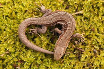 lizard on the moss, heart position