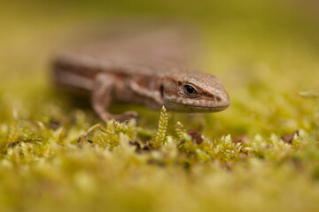lizard on the moss