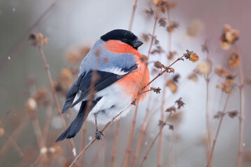  Eurasian bullfinch, common bullfinch, bullfinch (Pyrrhula pyrrhula)