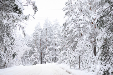 Snow covered trees in forest