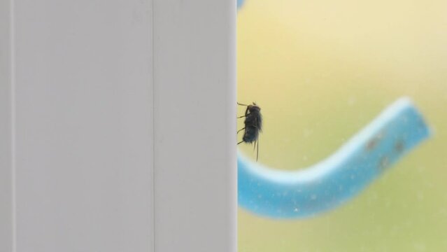 A fly crawls up the window frame