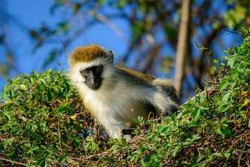 Vervet monkey (Chlorocebus pygerythrus). Lake Naivasha. Naivasha. Great Rift Valley. Kenya