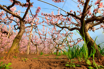The peach trees in the greenhouse are in blossom