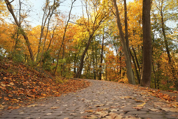 Naklejka na ściany i meble Beautiful yellowed trees and paved pathway in park
