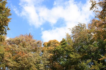 Fototapeta premium Beautiful trees under blue sky with clouds on autumn day, low angle view