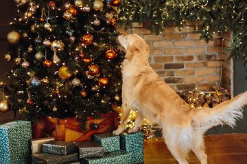 A labrador dog looks in surprise at a decorated Christmas tree and waits for a miracle.
