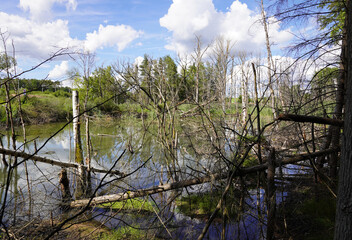 Tote Bäume im Moor - Dead trees in the bog
