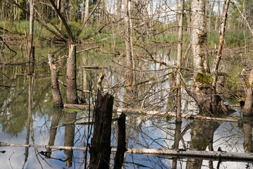 Tote Bäume im Moor - Dead trees in the bog