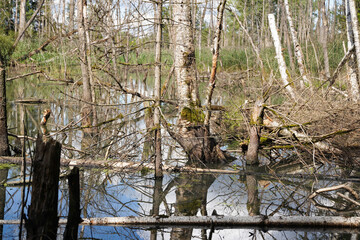 Tote Bäume im Moor - Dead trees in the bog