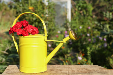 Beautiful roses in watering can on wooden table outdoors, space for text