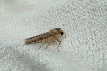 Paradrina clavipalpis moth with pale mottled wings on white cloth