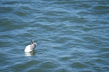 gull. fisherman in the harbor in the docks area.